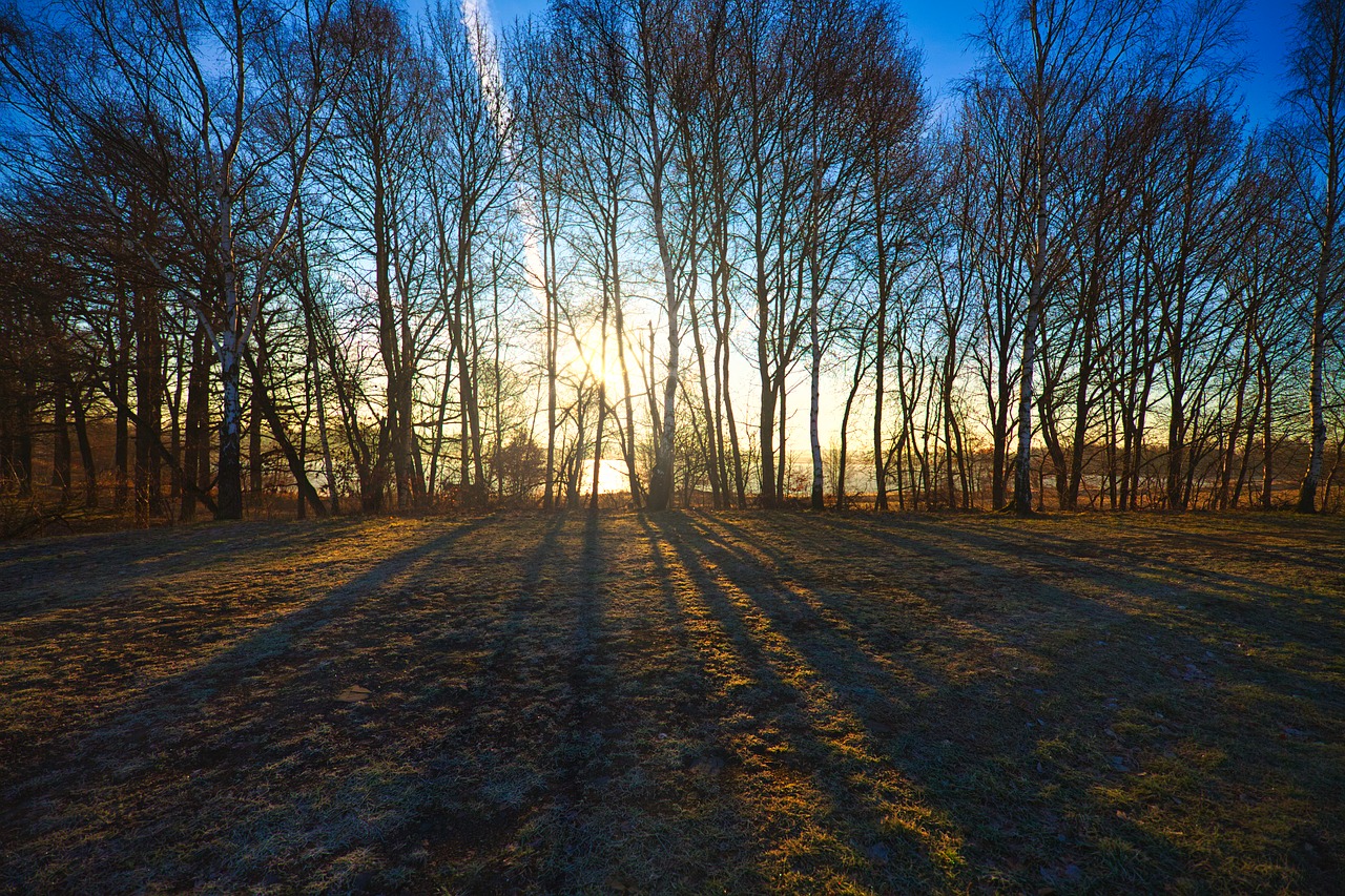 sunrise  trees  fields free photo