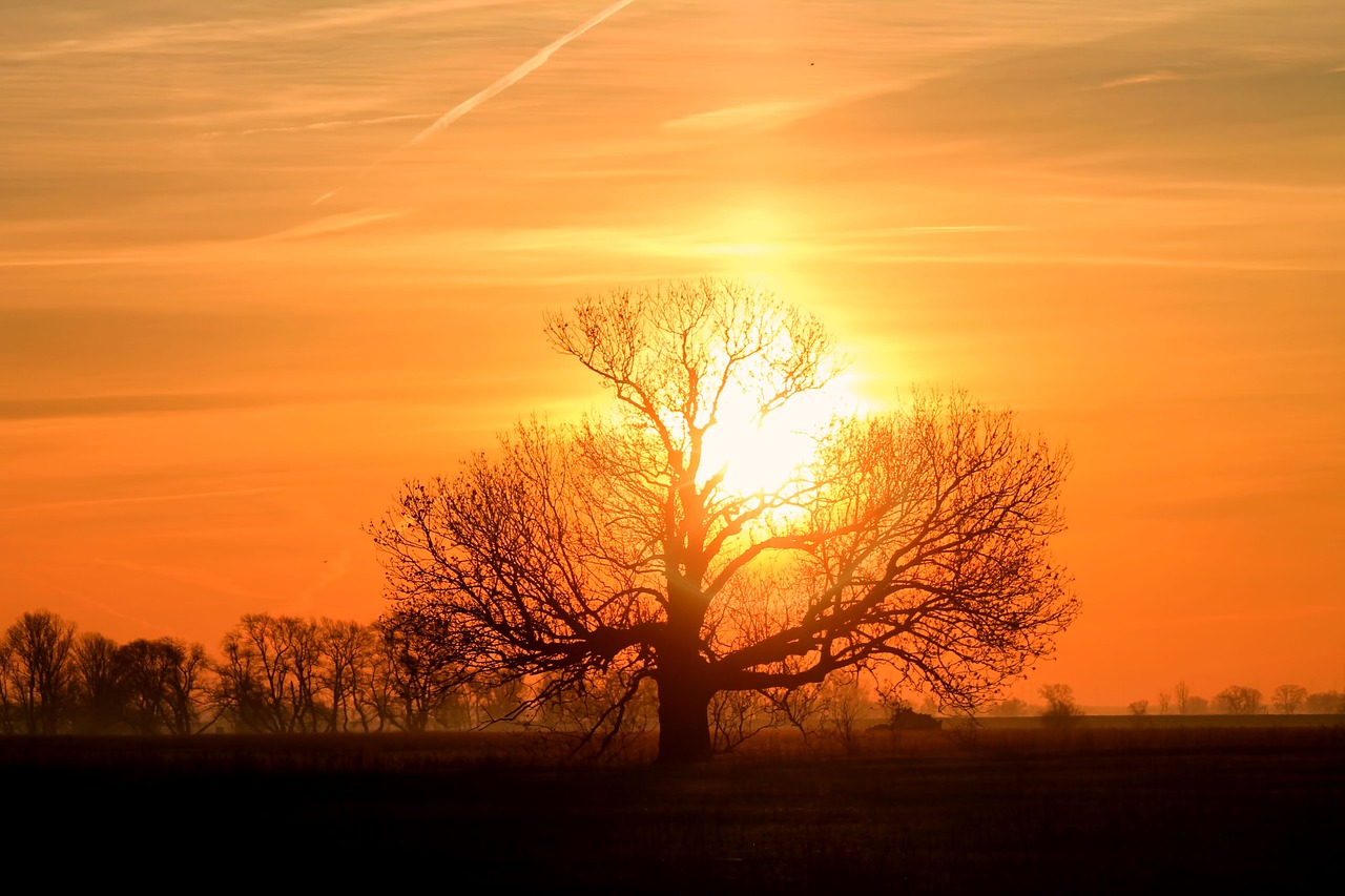 sunrise  tree  silhouette free photo