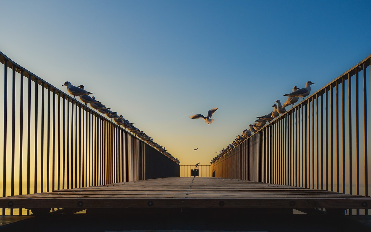 sunrise  bridge  bird free photo