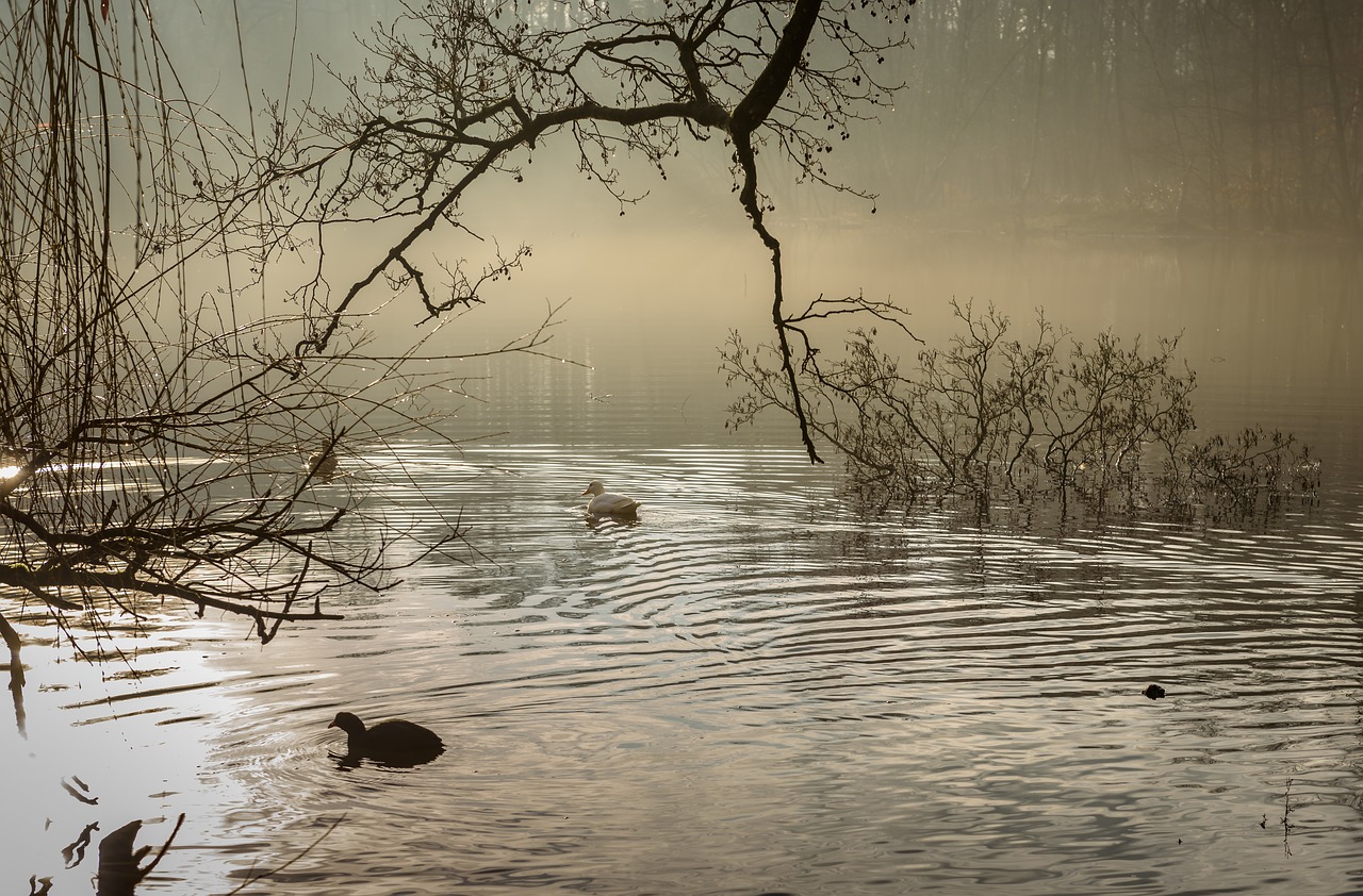 sunrise  lake  water free photo