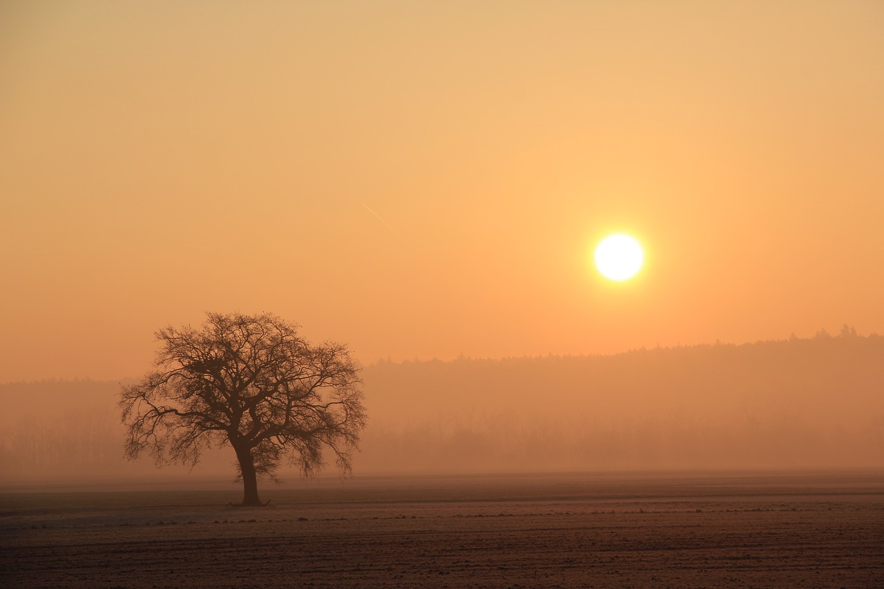 sunrise  landscape  tree free photo