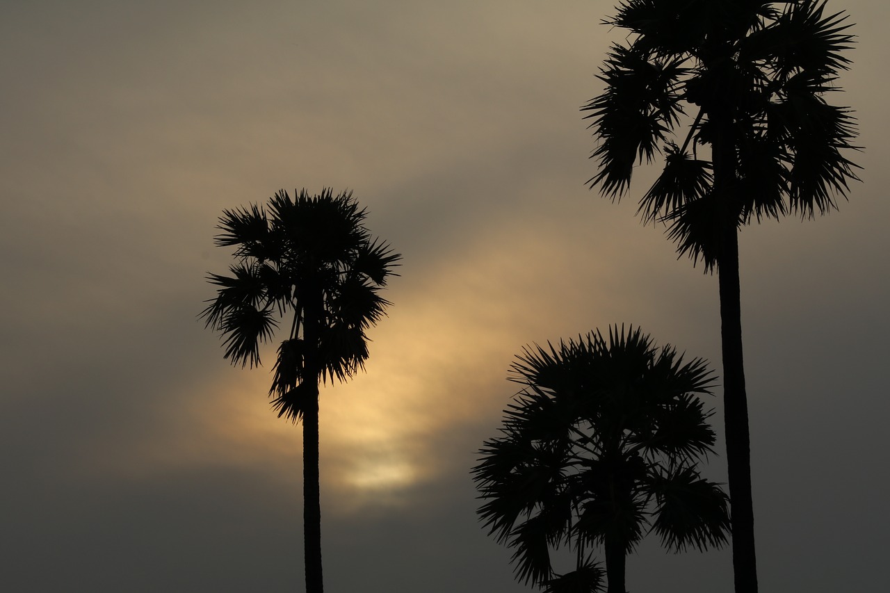 sunrise  tree  landscape free photo