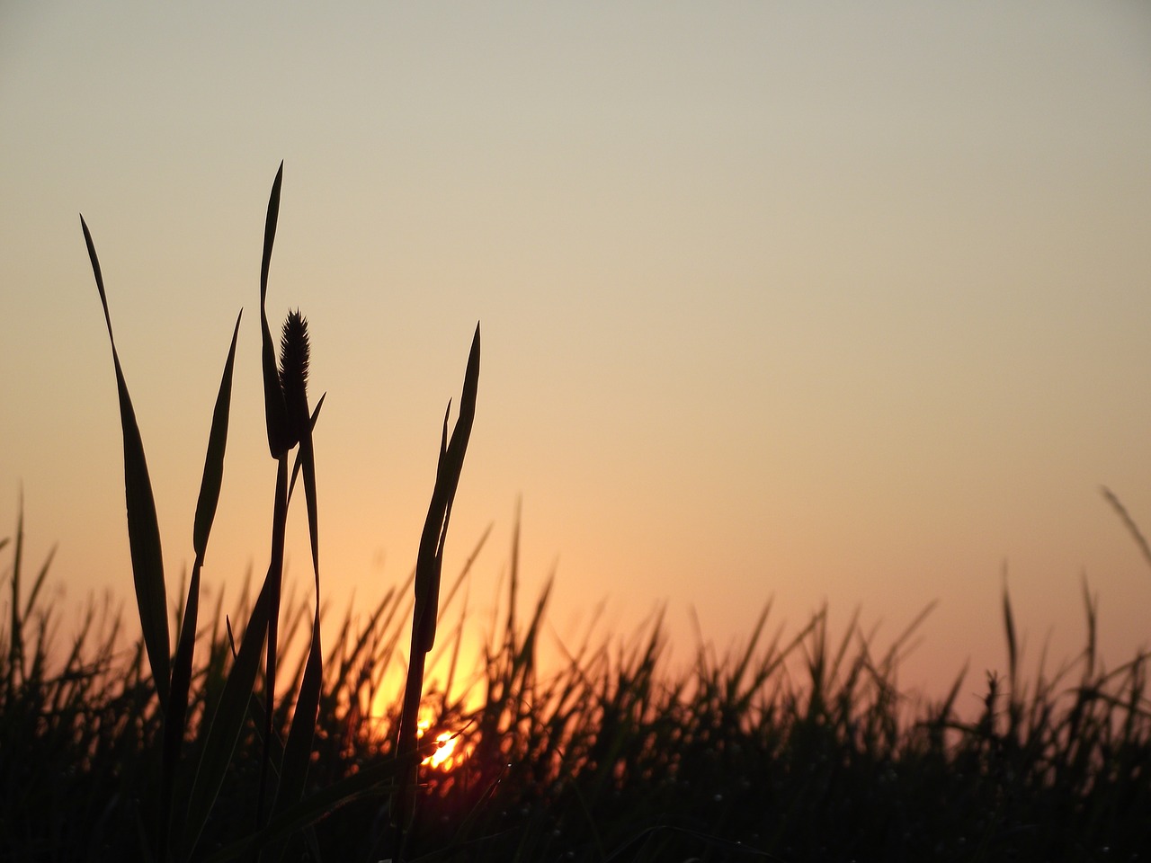 sunrise  meadow  nature free photo