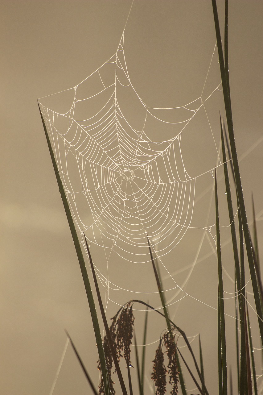 sunrise  misty  reeds free photo