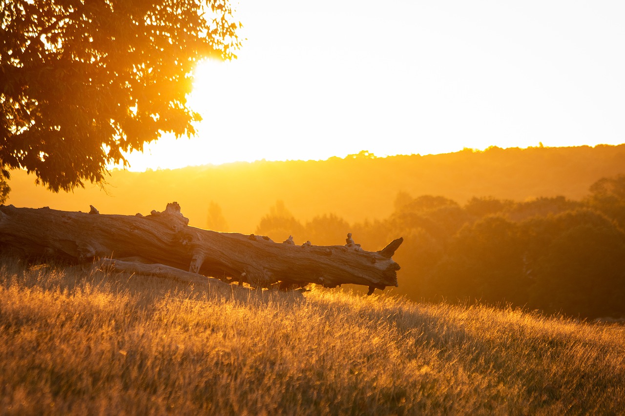 sunrise  park  richmond free photo