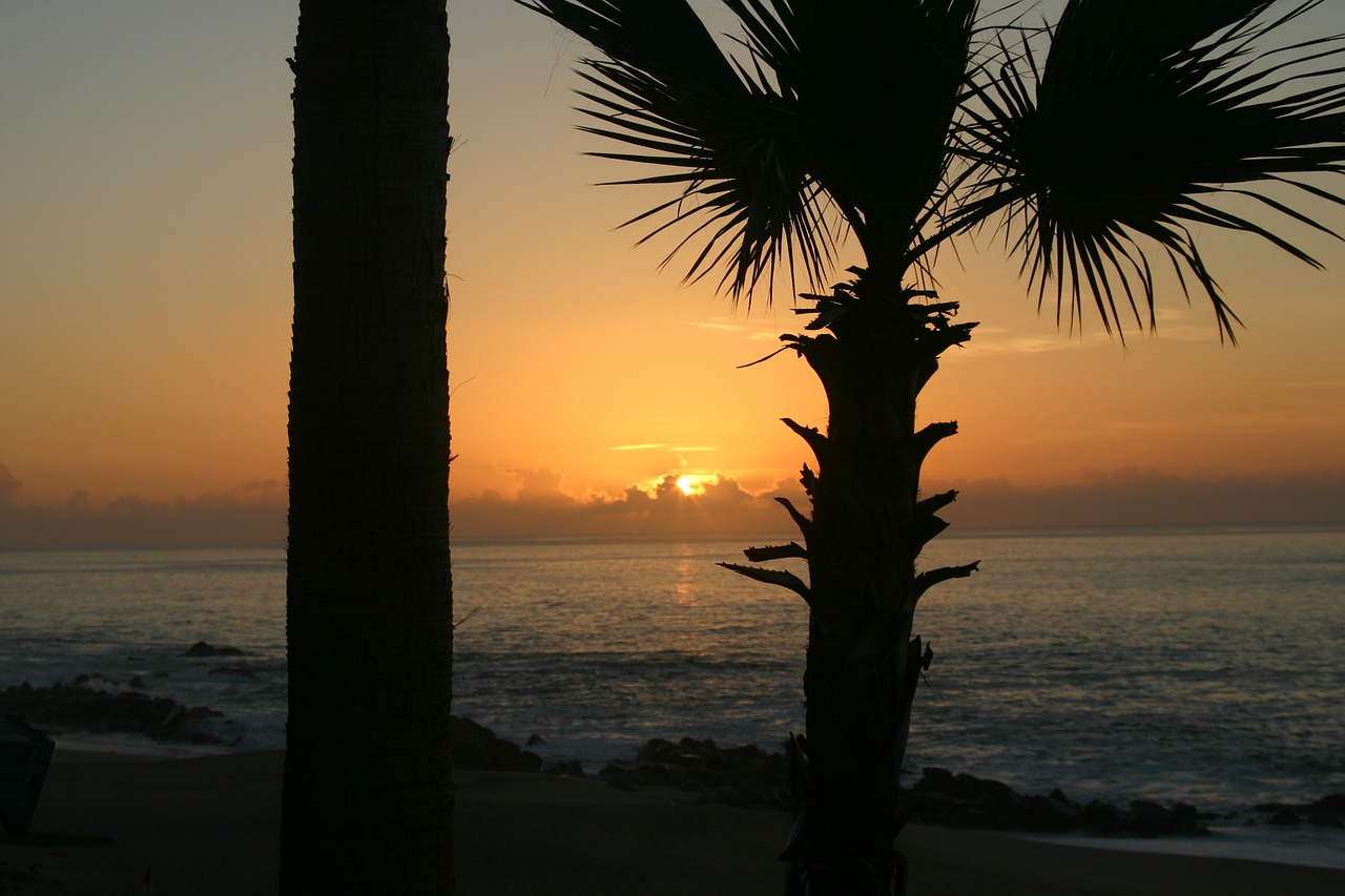 sunrise palm tropical free photo