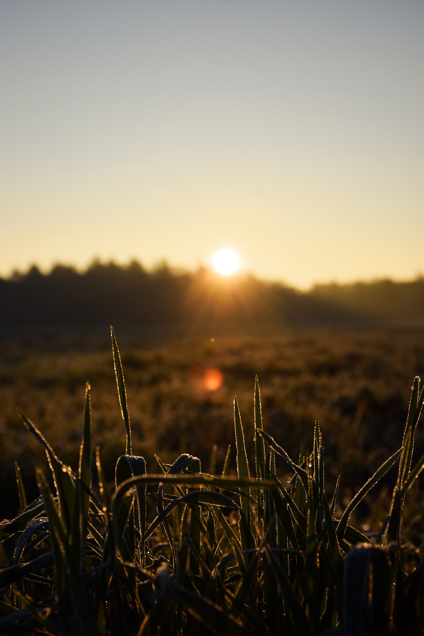 sunrise  grass  goudenuur free photo