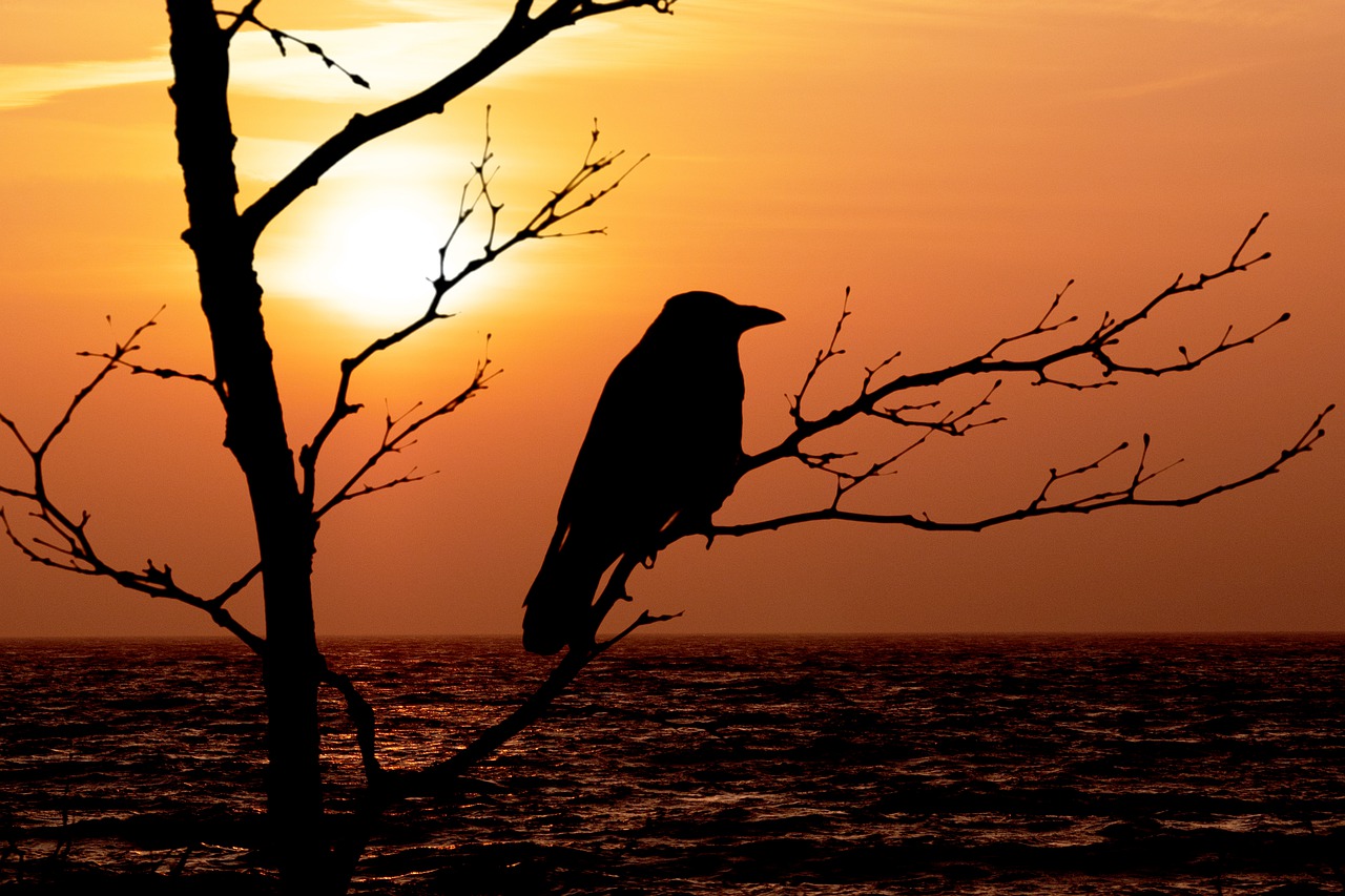 sunrise  hooded crow  bird free photo