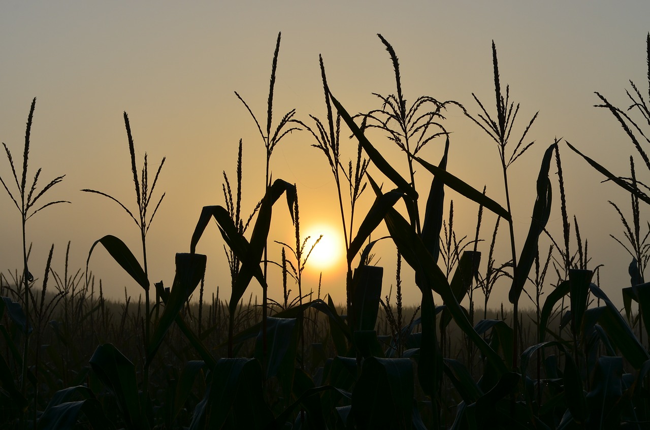 sunrise cornfield mood free photo