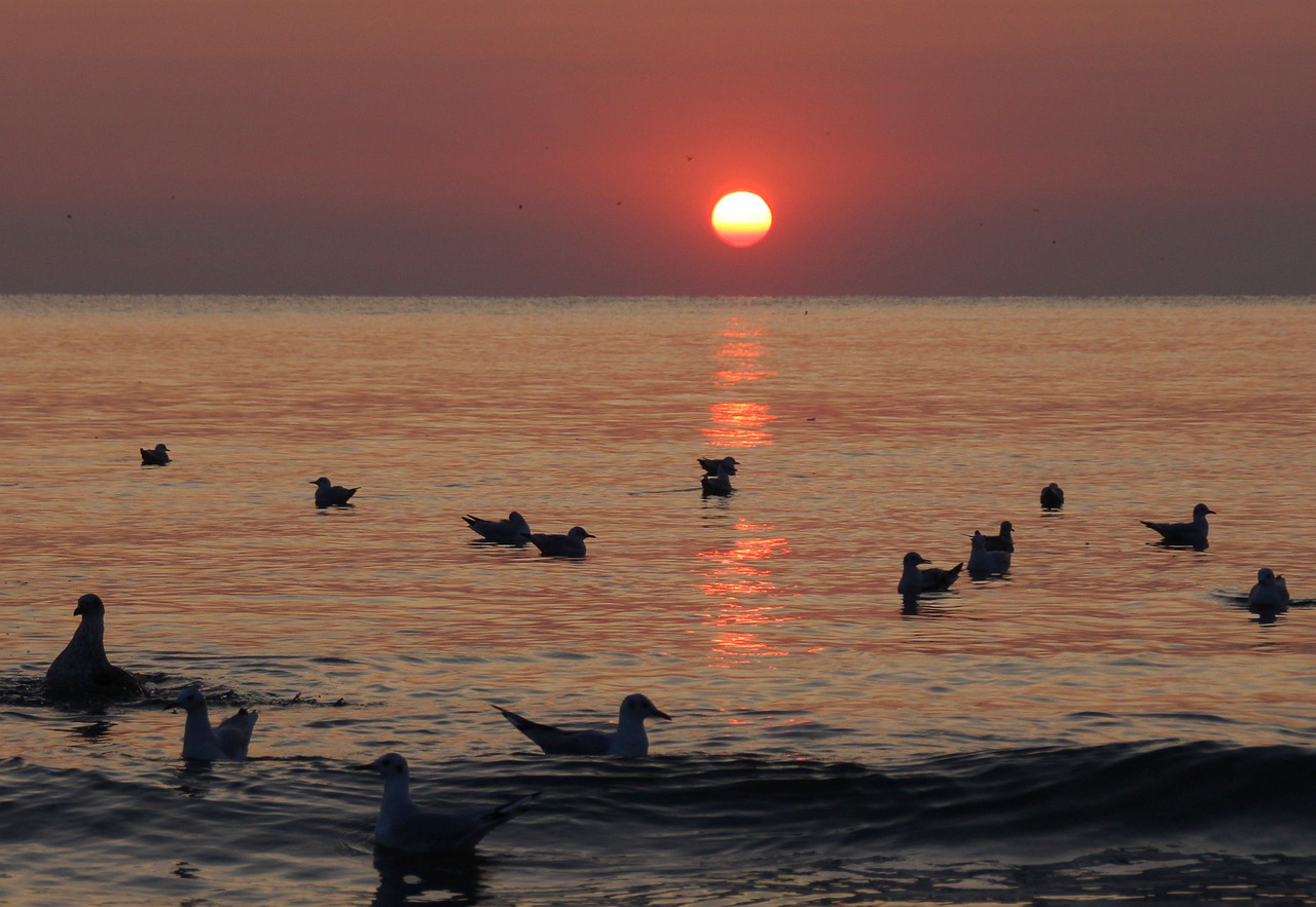 sunrise  seagulls  birds free photo