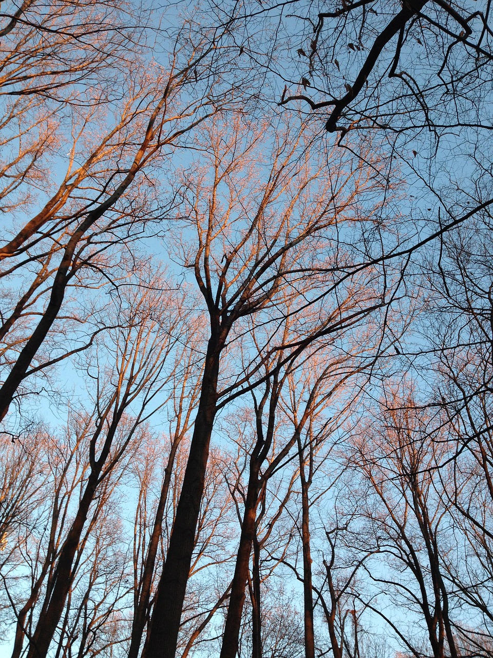 sunrise winter trees free photo