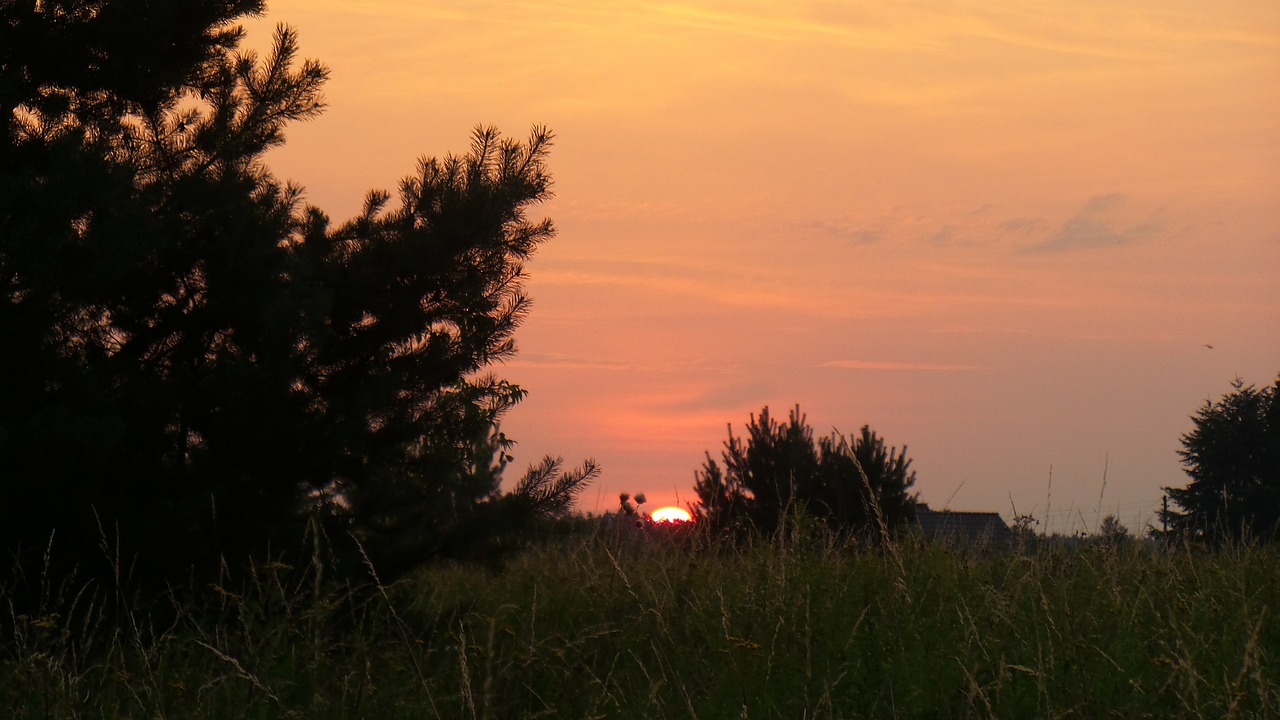 sunrise meadow morning free photo