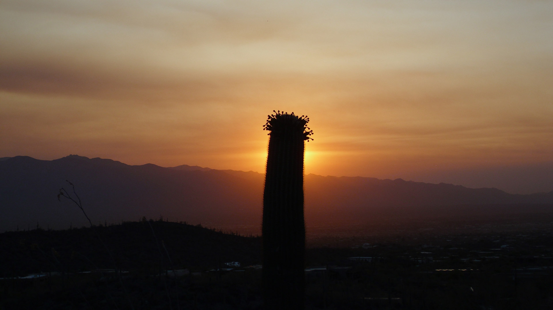 tucson sunrise desert free photo