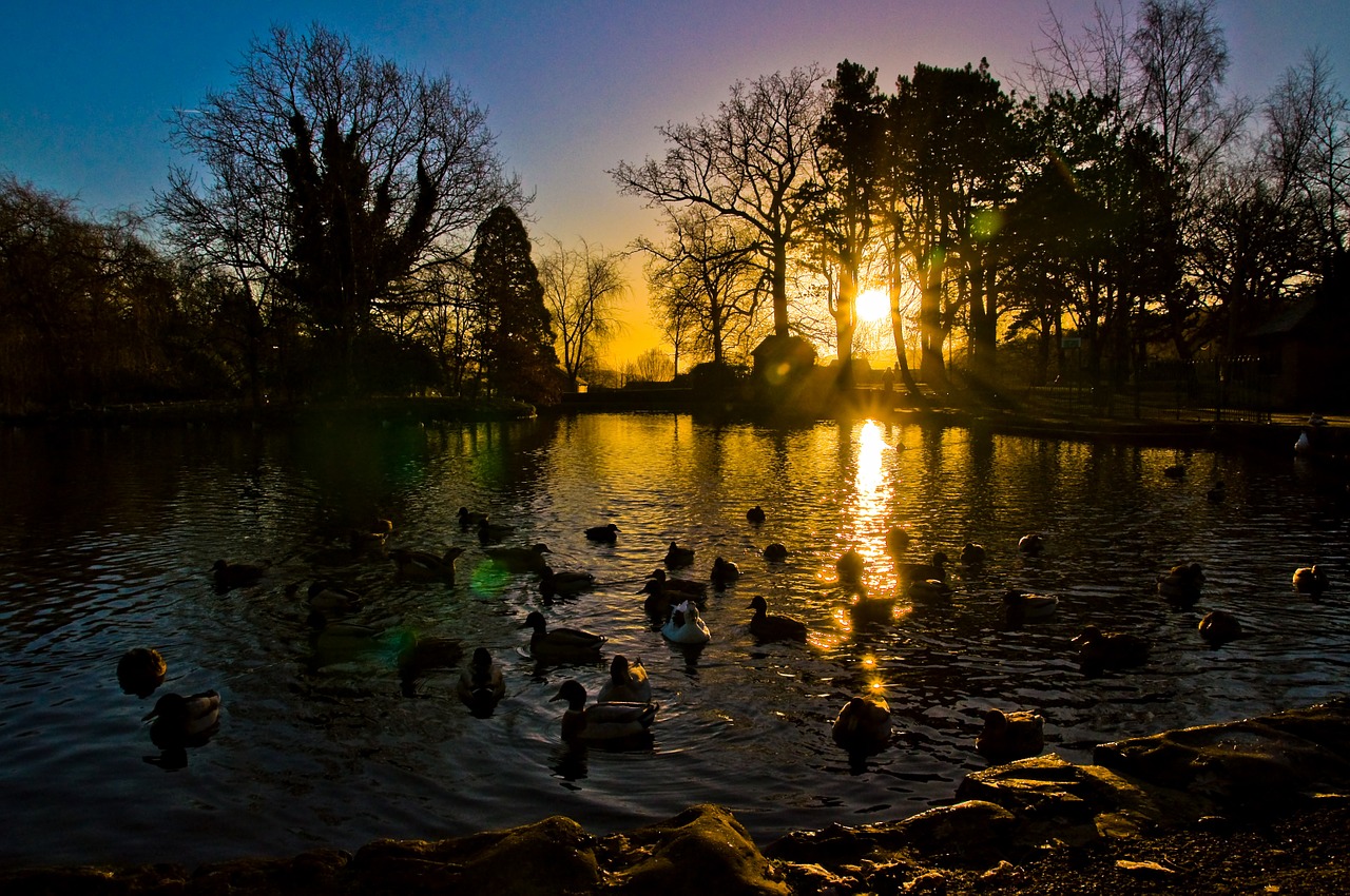 sunrise sunset ducks free photo