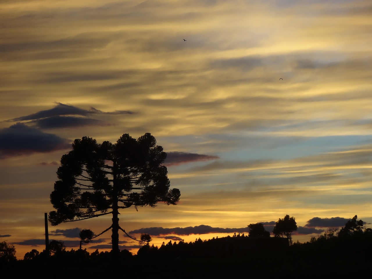 sunrise pinheiro araucaria free photo