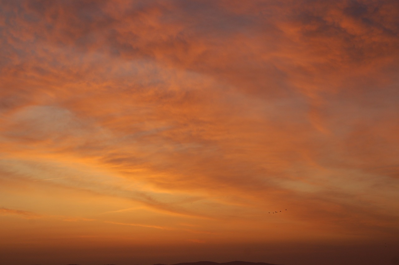 sunrise birds portugal free photo