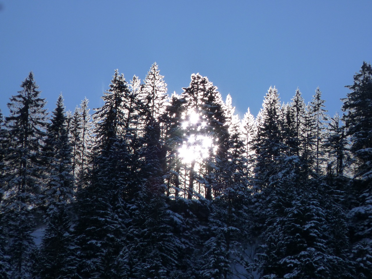 sunrise winter trees free photo