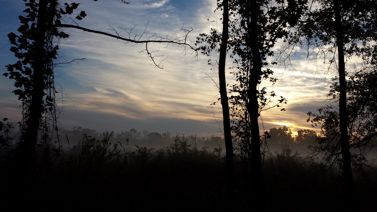 sunrise trees bare free photo