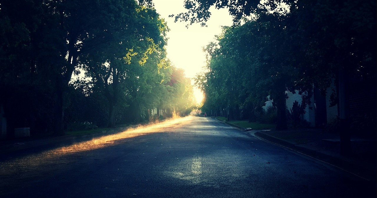 sunrise trees morning free photo