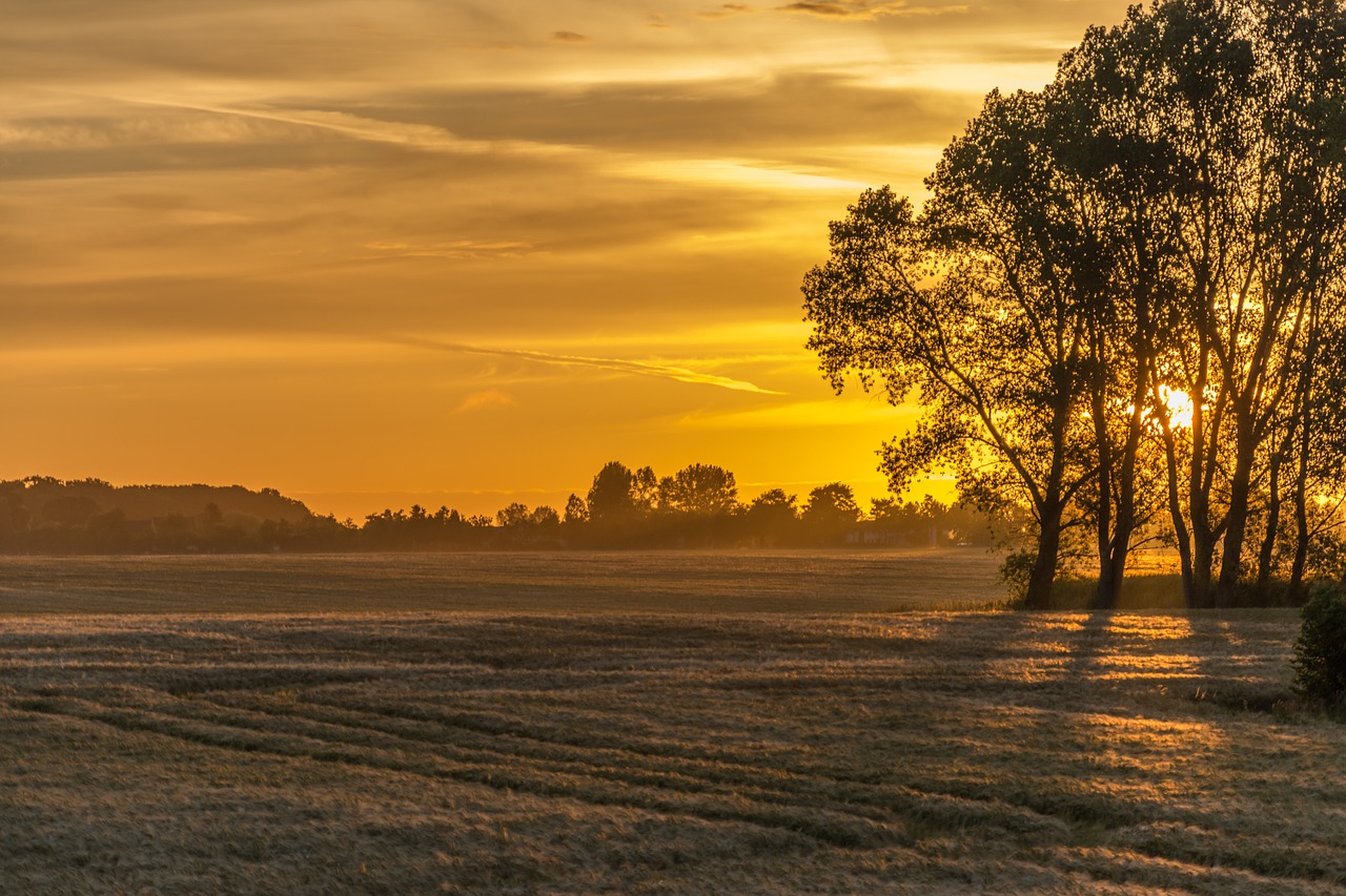 sunrise field nature free photo