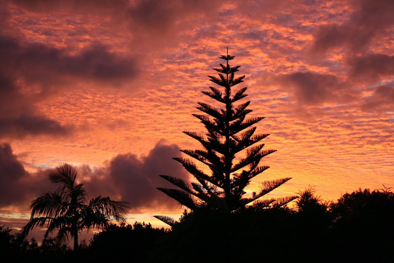 sunrise dawn pine free photo