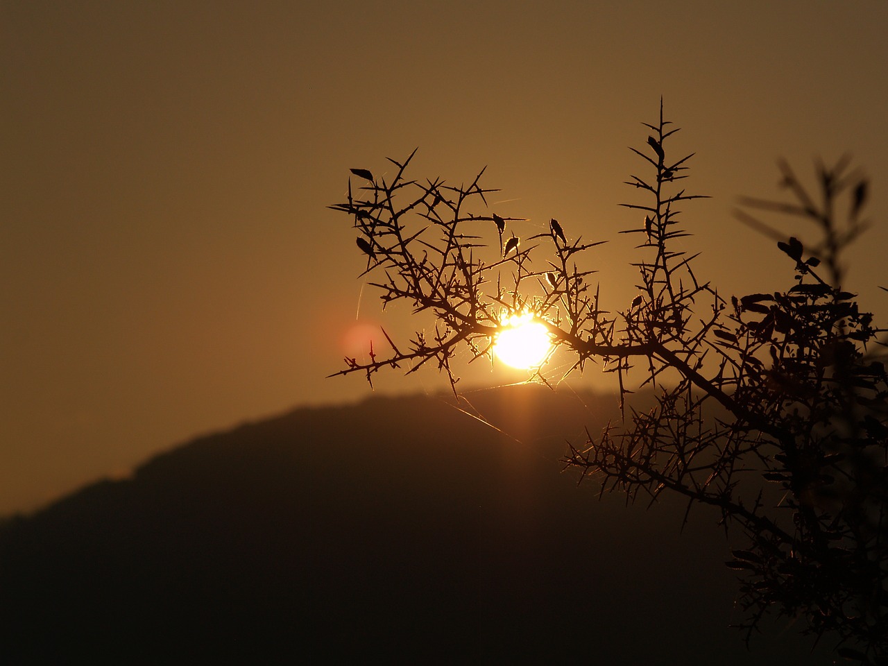 sunrise horizon plant free photo