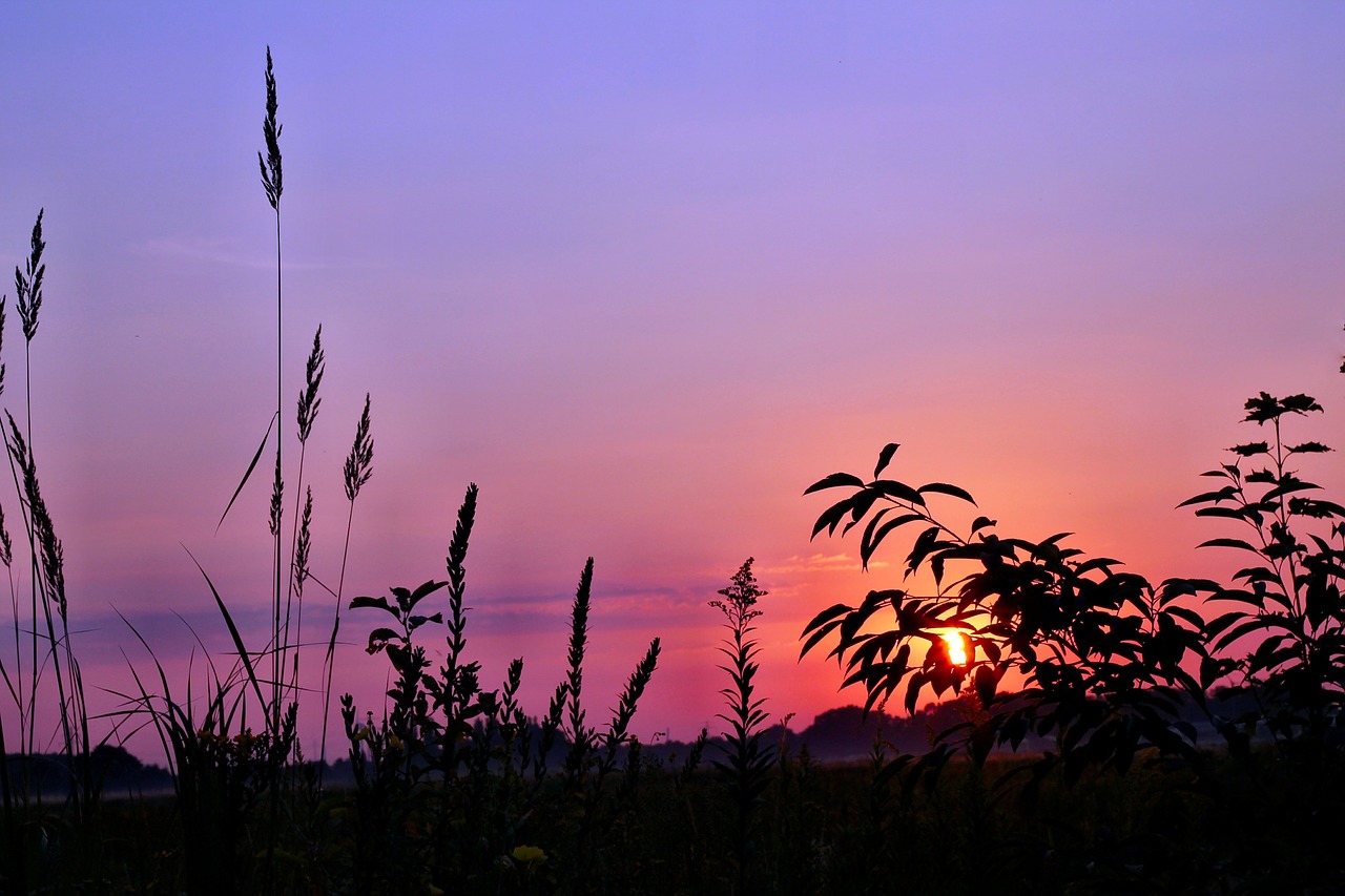 sunrise grass mood free photo