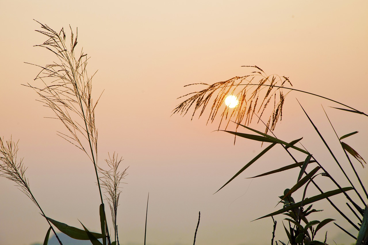 sunrise grass nature free photo