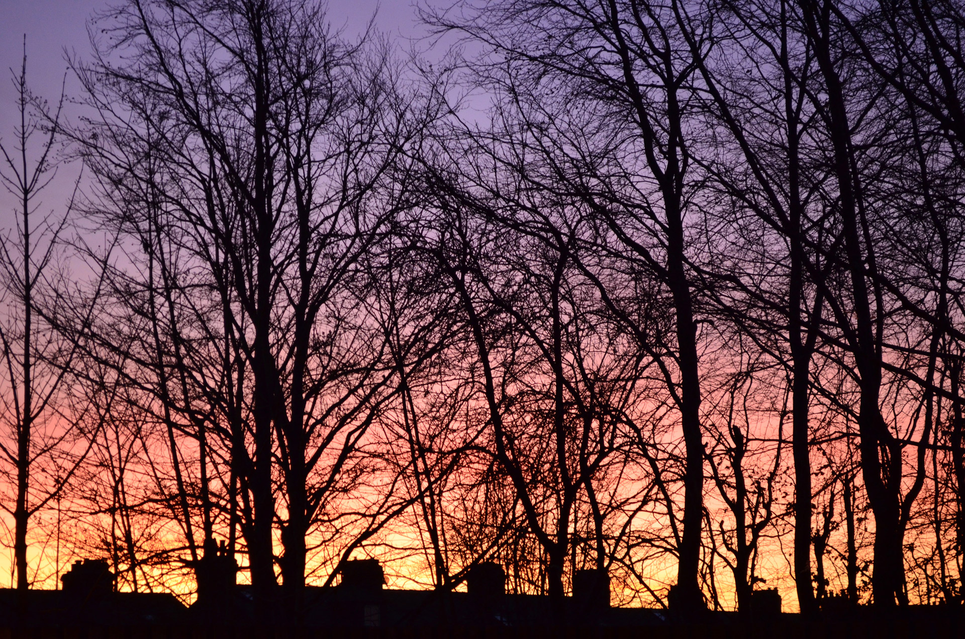 sunset trees background free photo