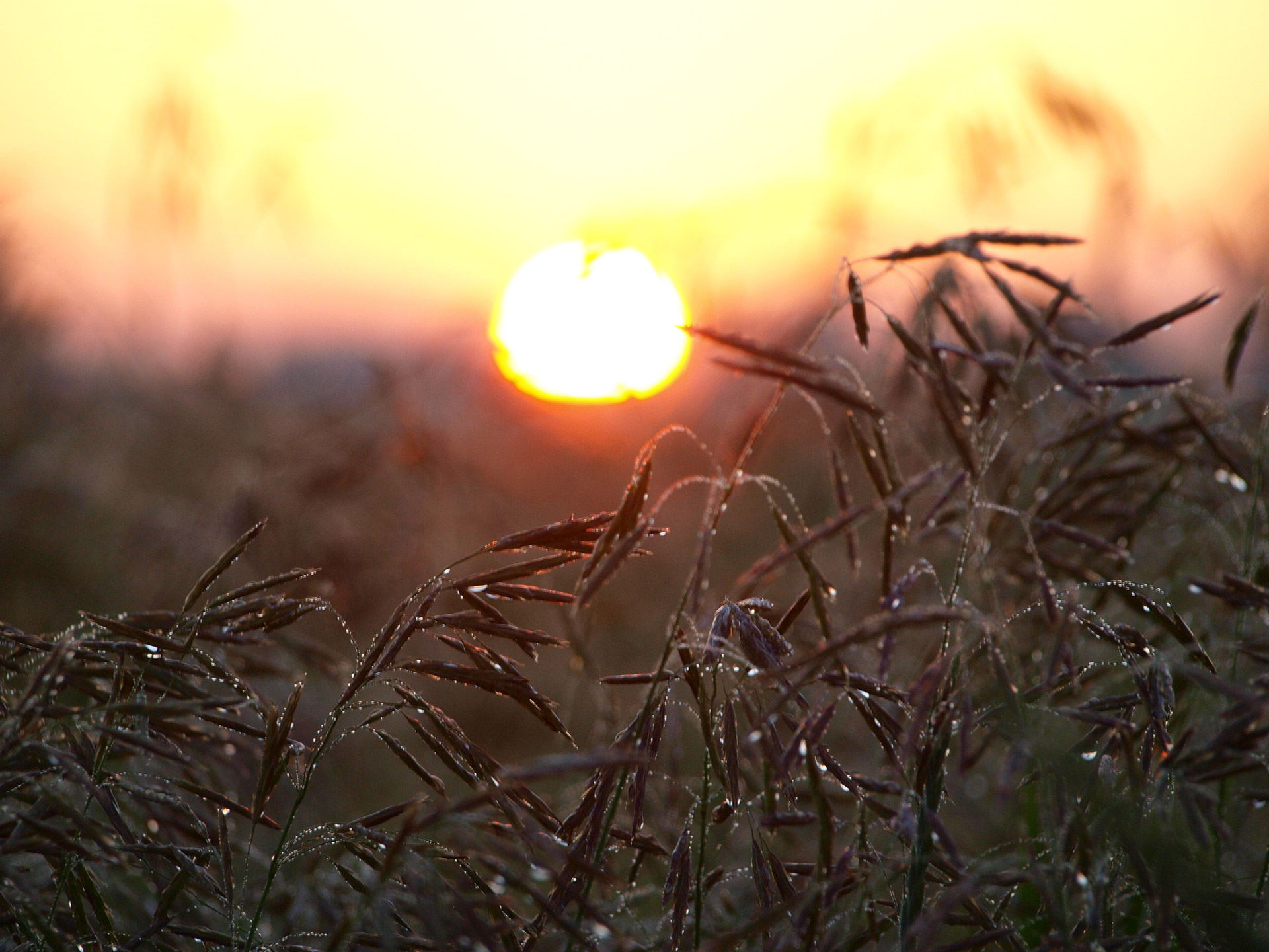 sunrise wheat sunrise and wheat free photo