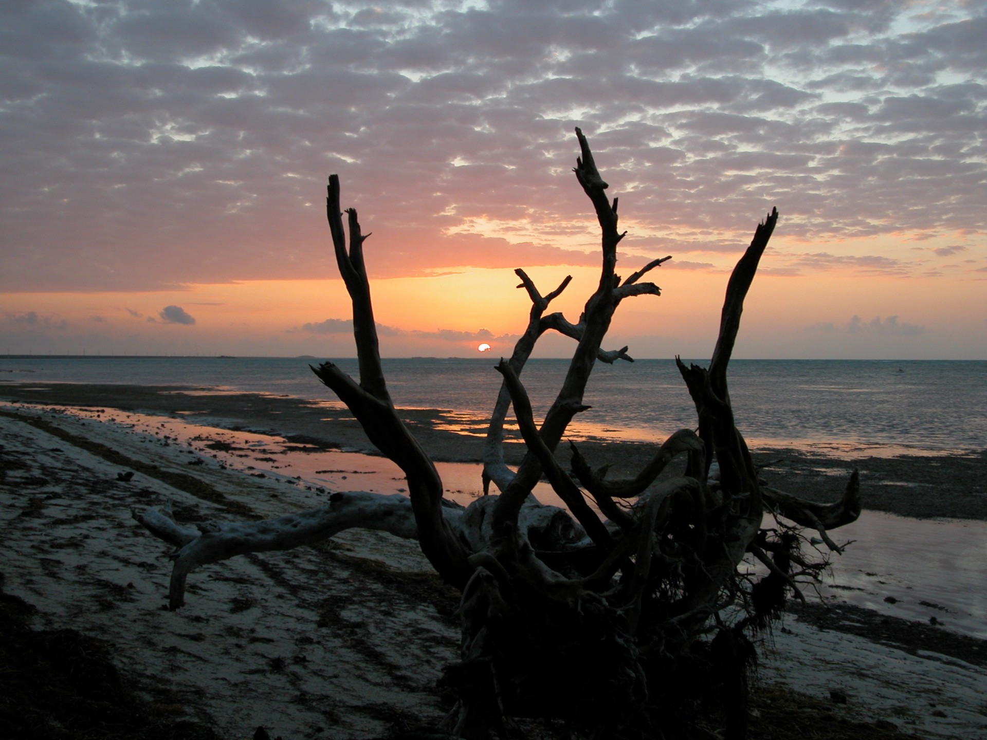 sunrise driftwood beach free photo