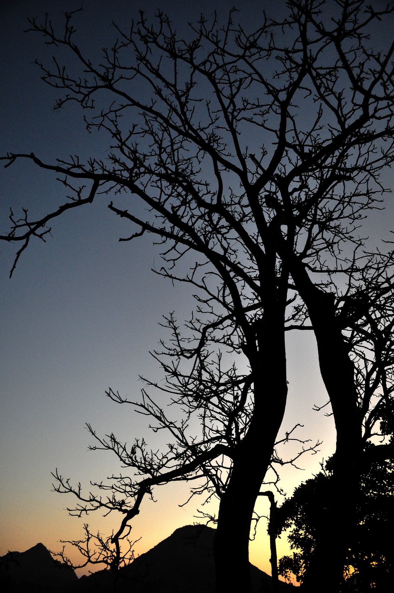 sunrise silhouette morning free photo