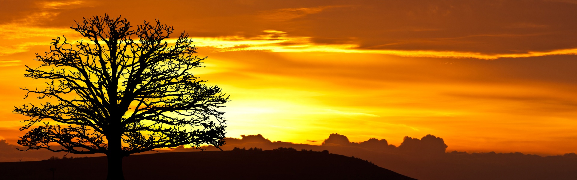 sunrise tree silhouette free photo