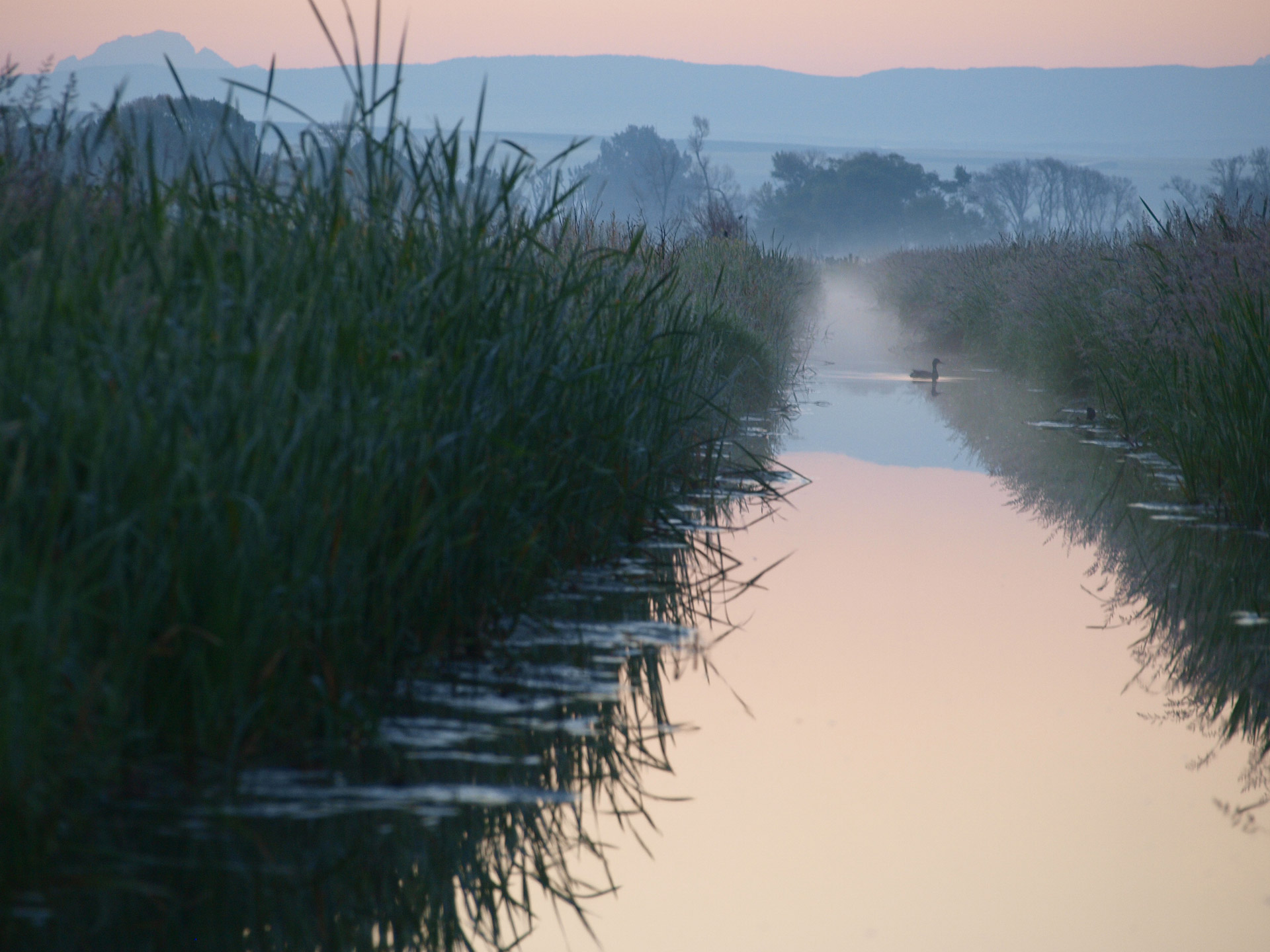 sunrise river duck free photo