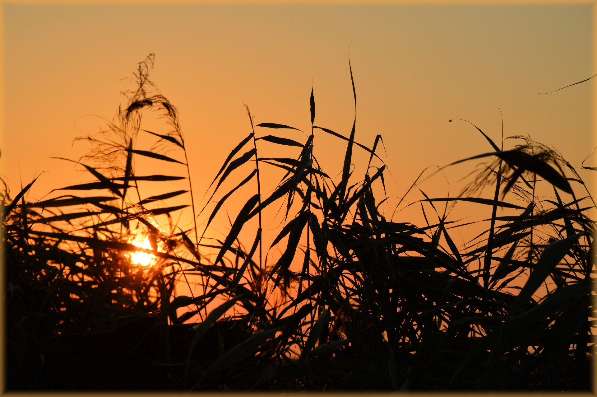 sun corn field nature free photo