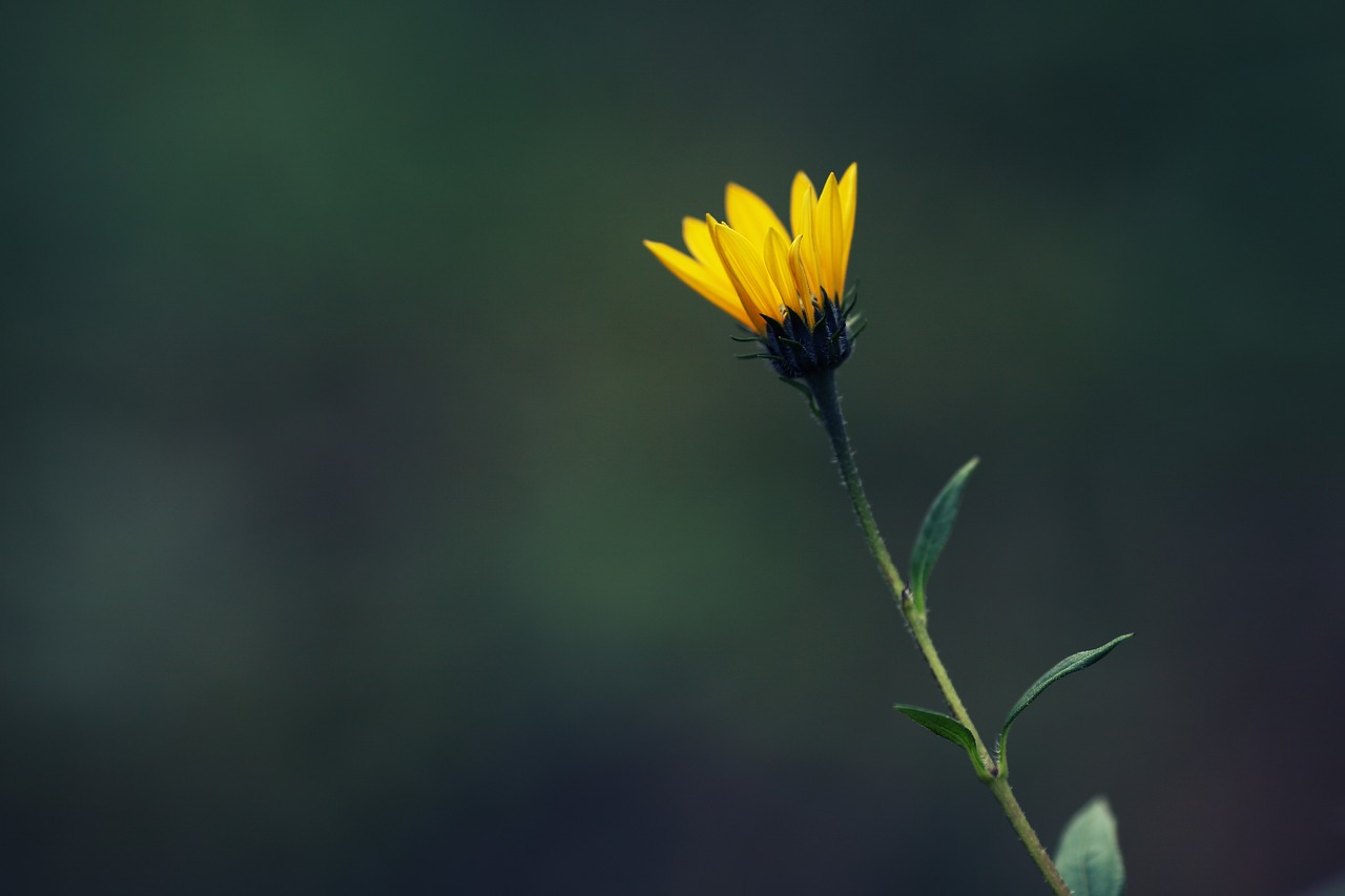 sunroot  flower  yellow free photo