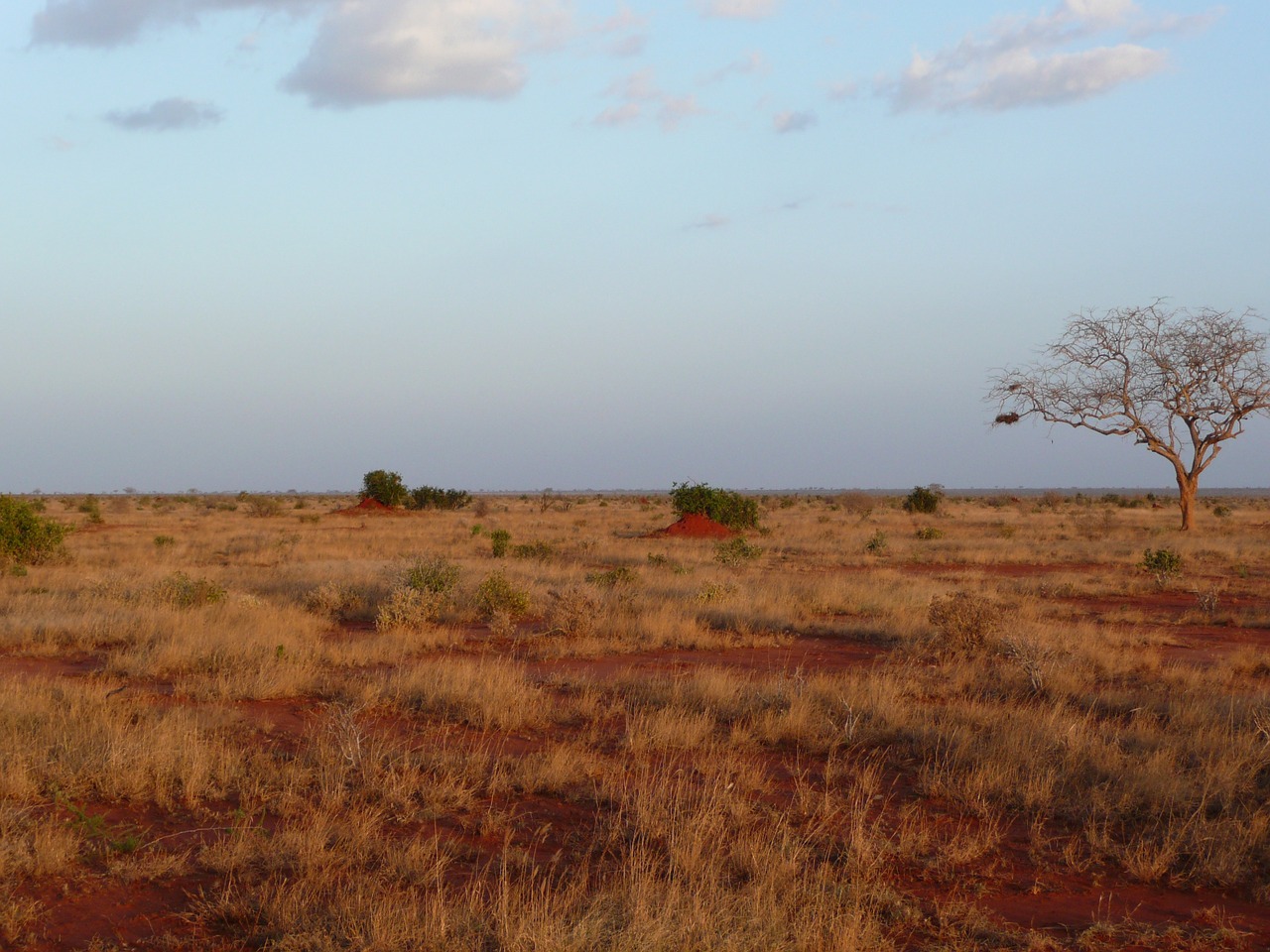 sunset kenya nature free photo