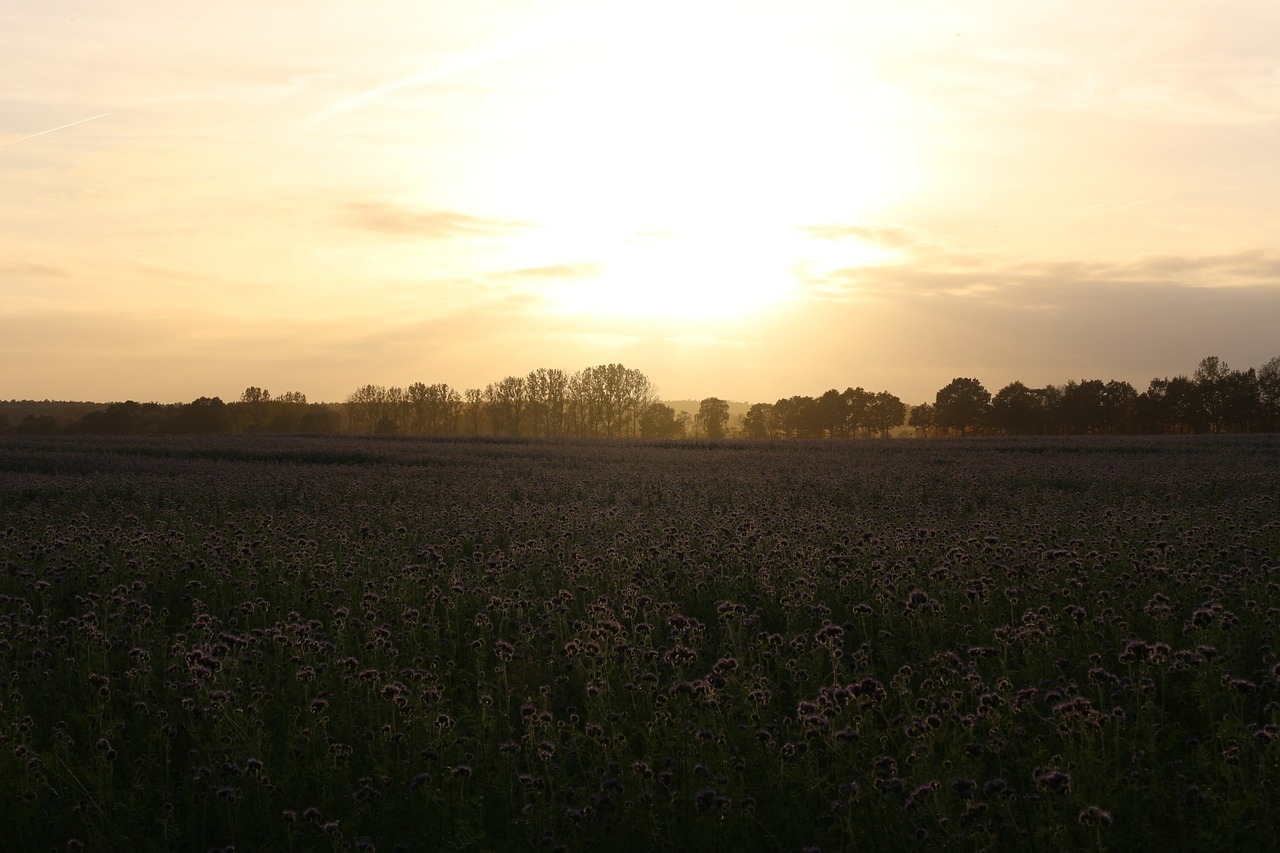 sunset field bees free photo