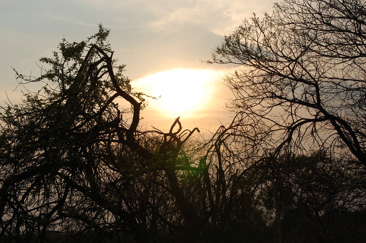 sunset trees africa free photo