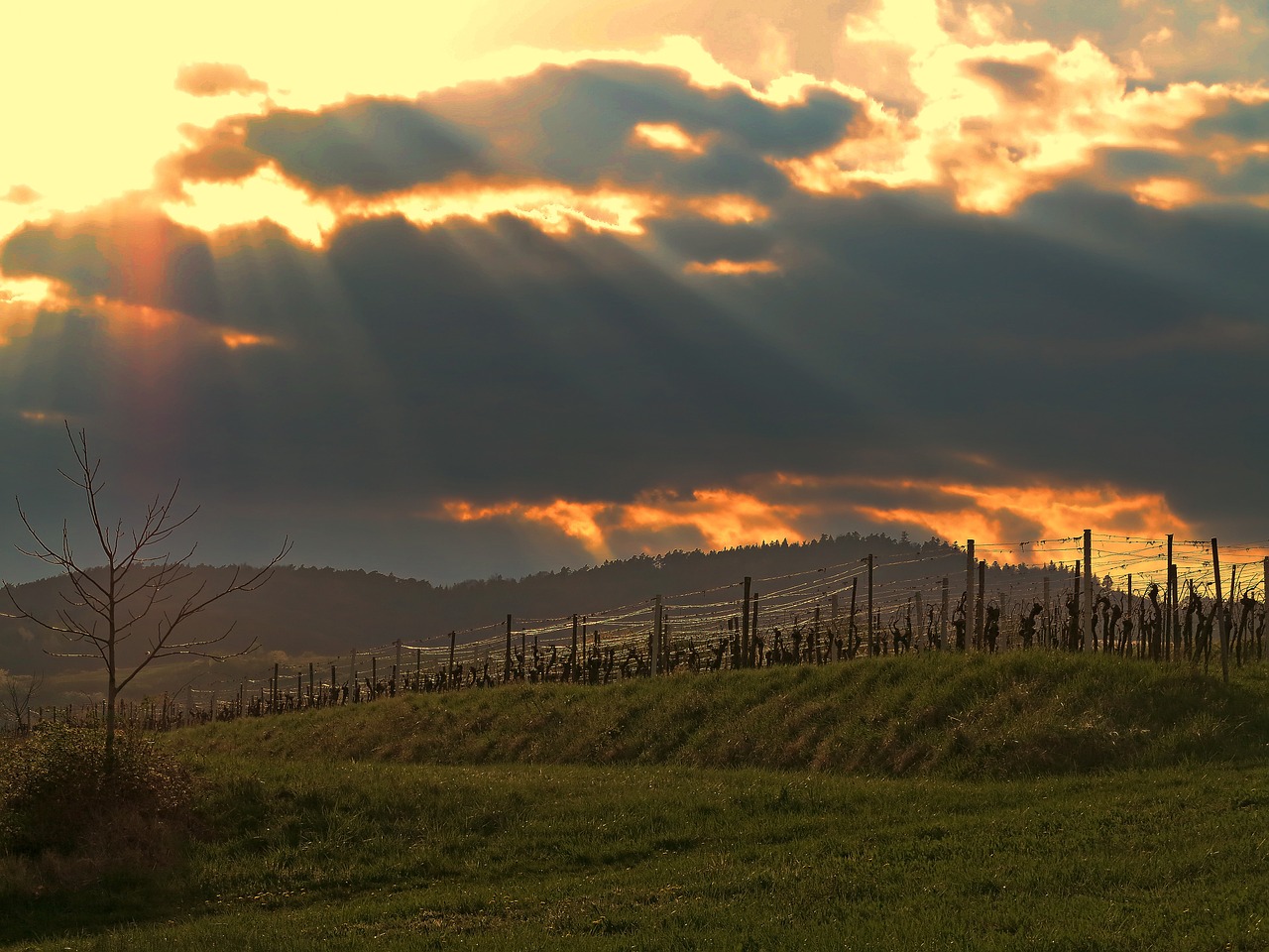 sunset sun vineyard free photo