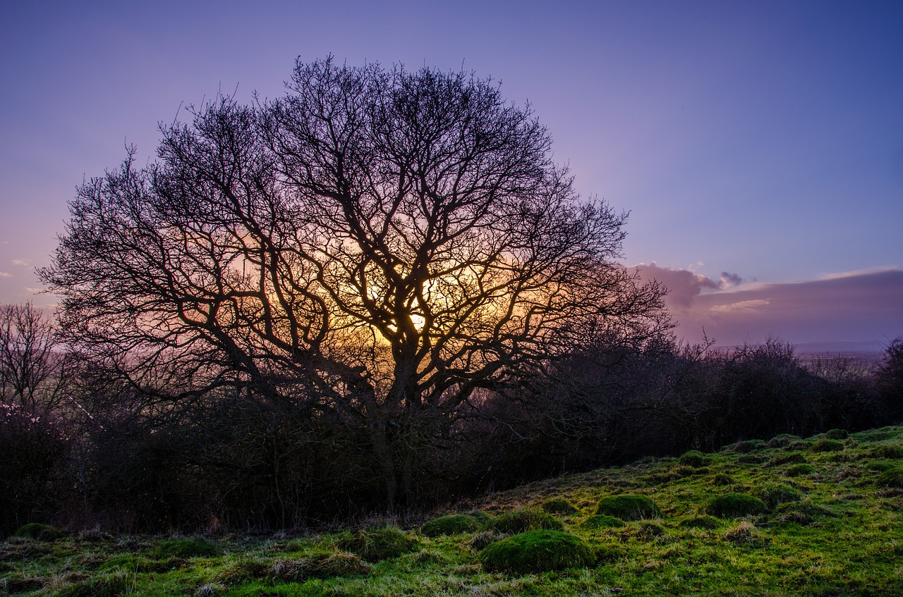 sunset tree shadow free photo