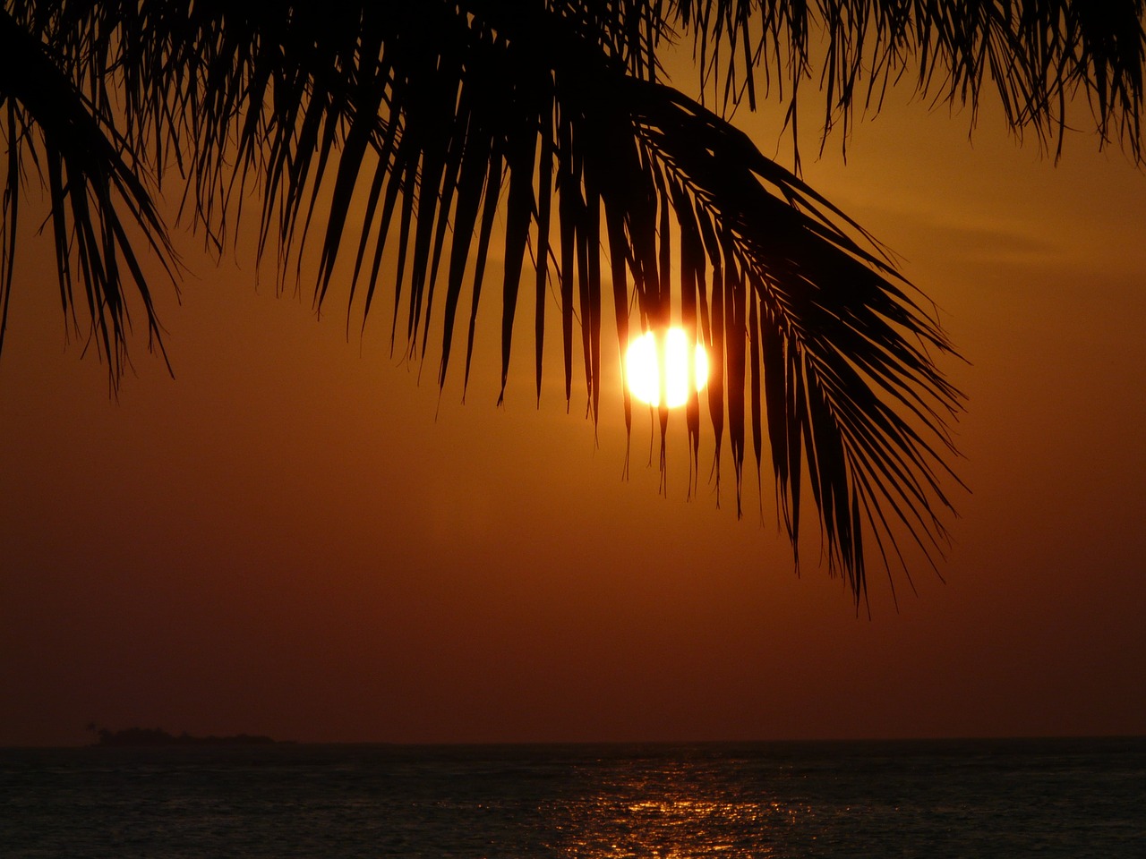 sunset palm nature free photo