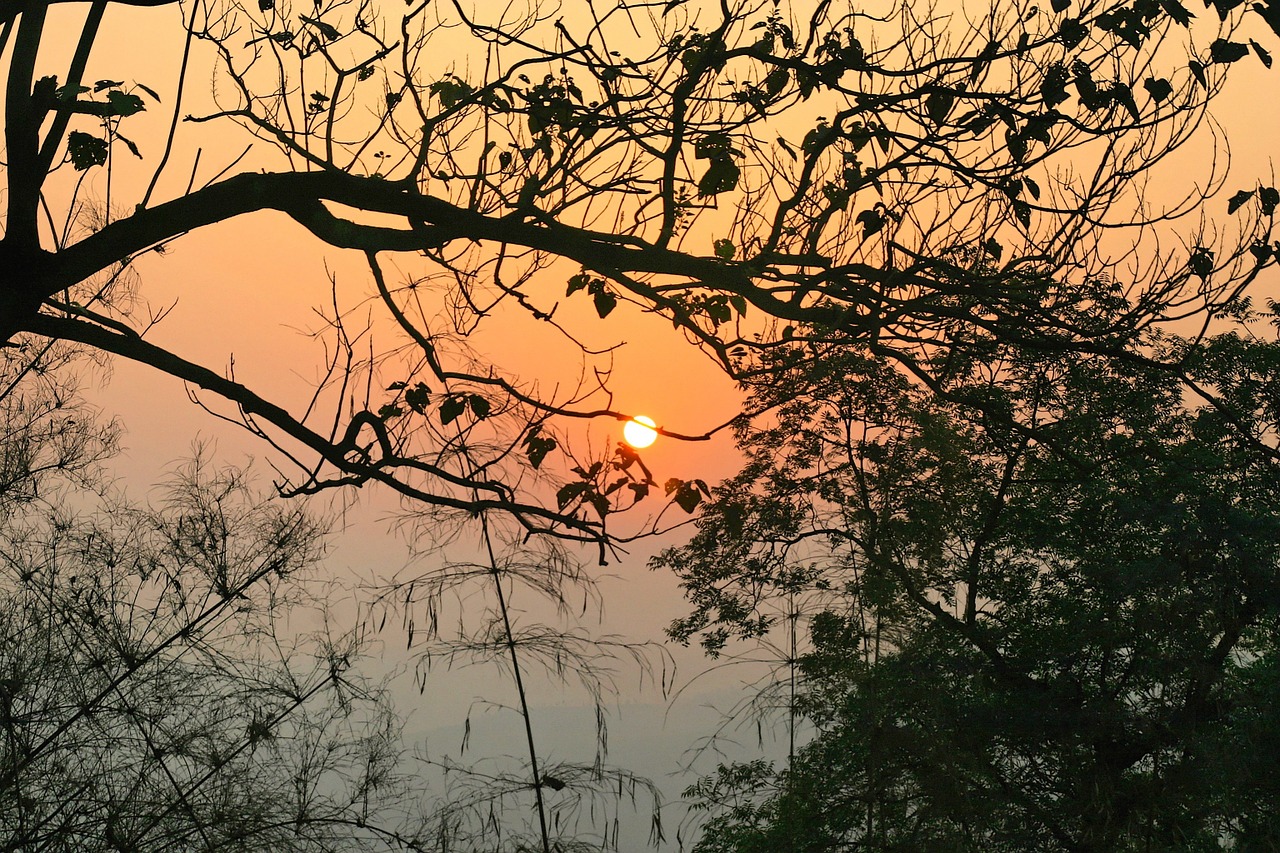 sunset tree nature free photo