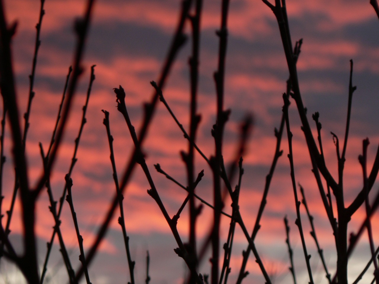 sunset sky bough free photo