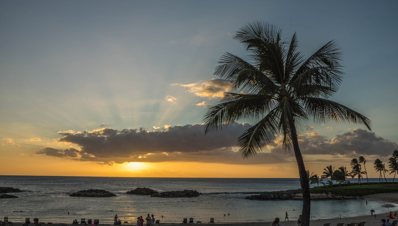 sunset sun rays palm trees free photo