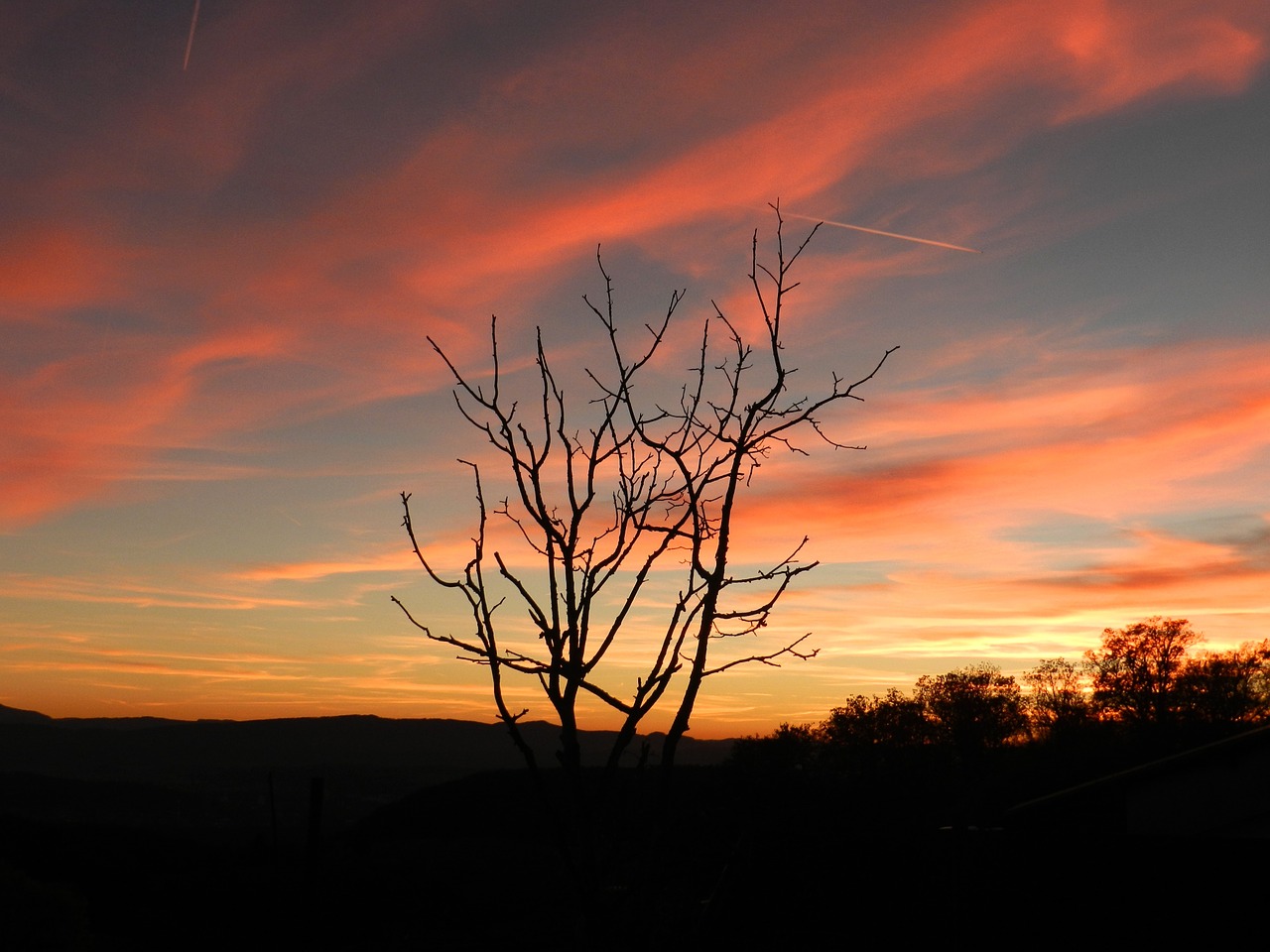 sunset evening sky tree free photo