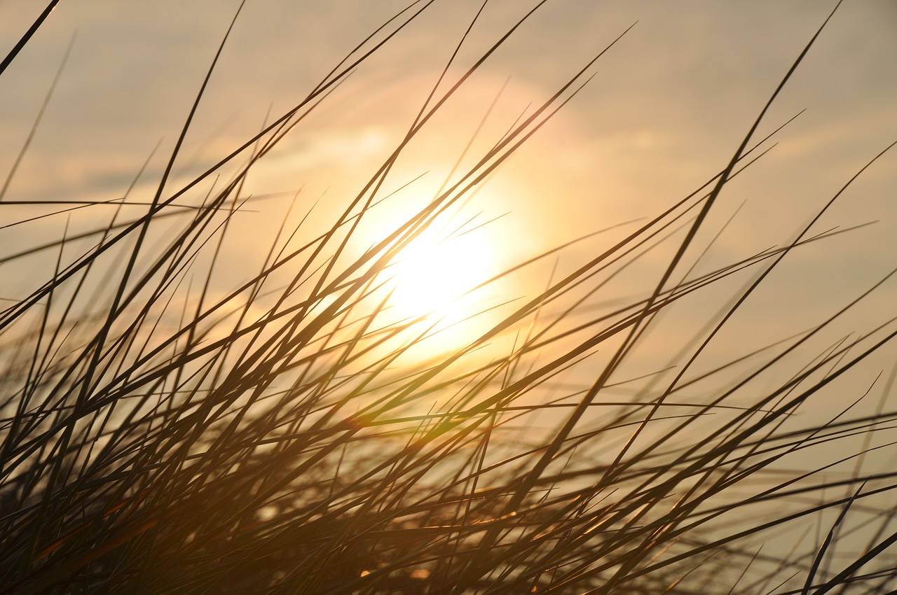 sunset reed deichblick free photo