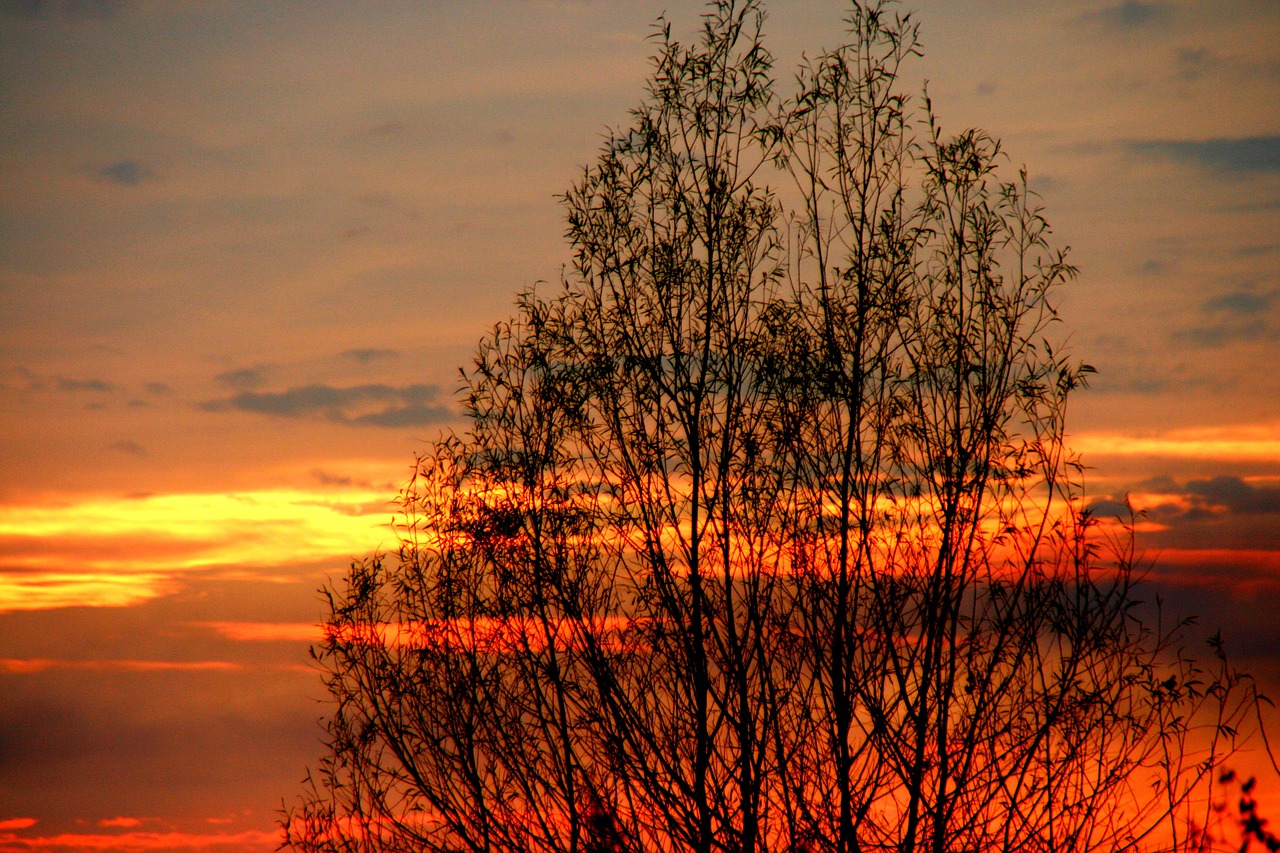 sunset tree cloud free photo