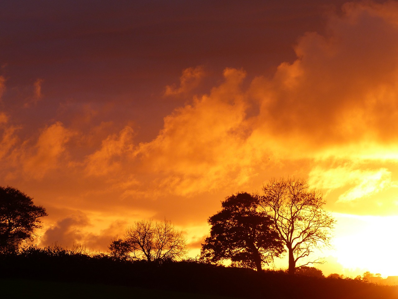 sunset fire tree free photo