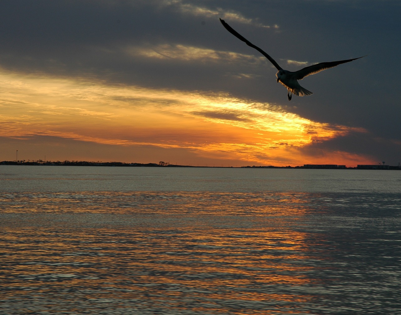 sunset ocean sea free photo